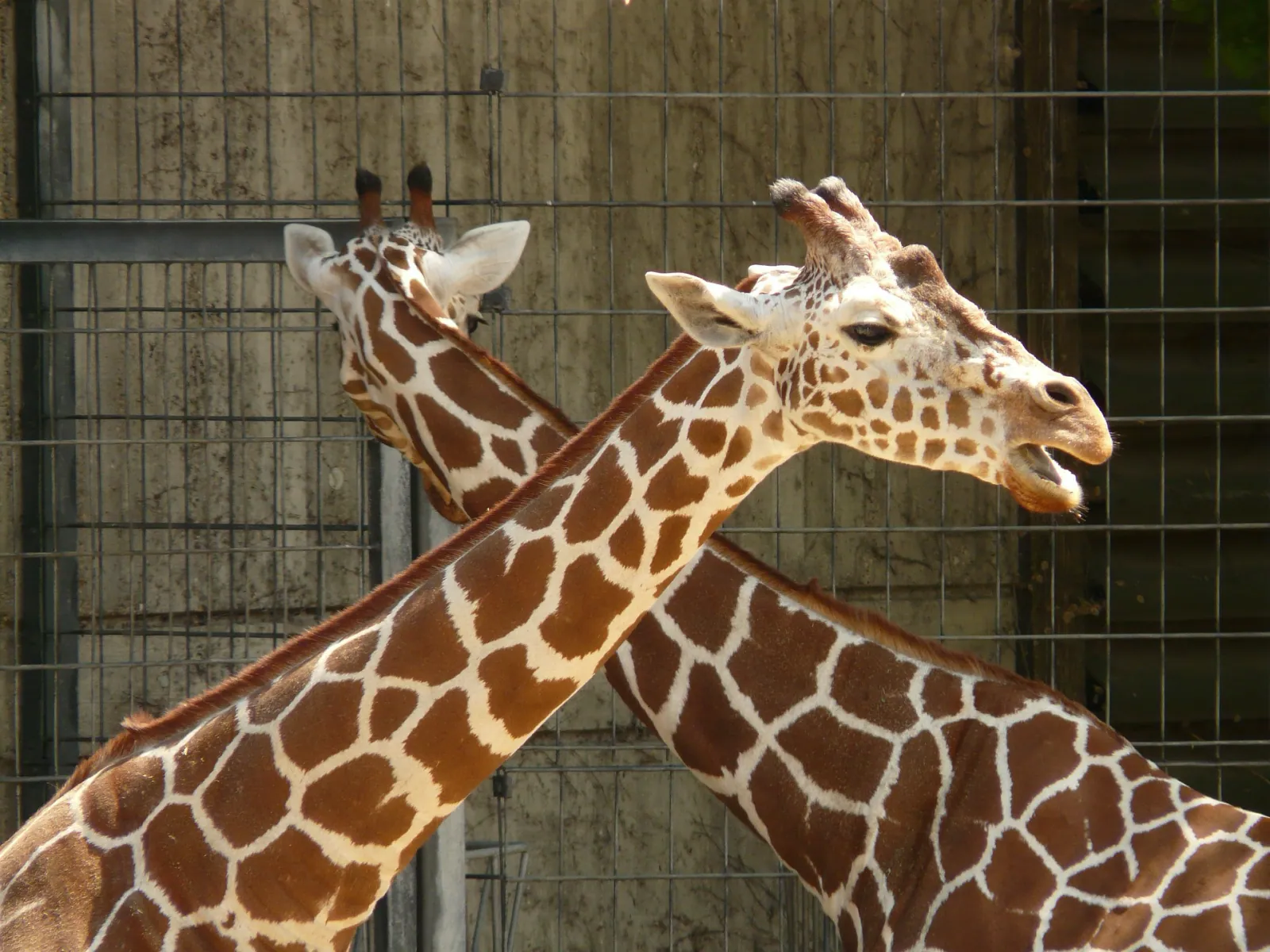reticulated-giraffe-77065 1920