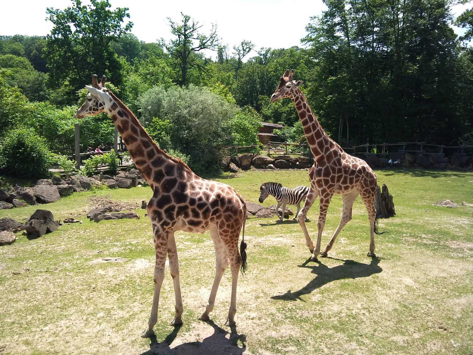 zoo-1975126 1920